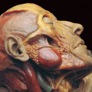 LYMPHATIC PHLEGM - Show-off Cadavers – The Anatomy of Self Display